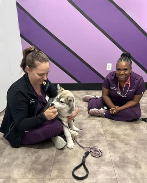 Why a Veterinarian Is Important for Pet Owners