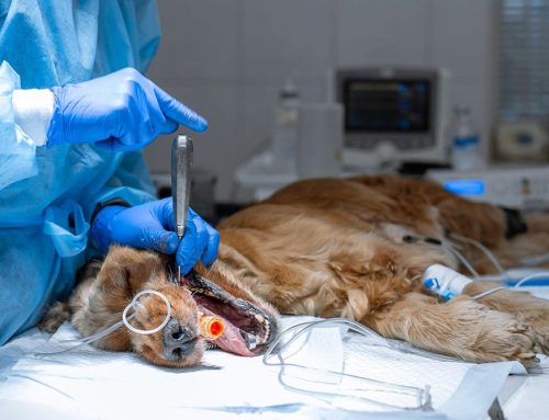 Quality Care: Why We Charge More for Surgery & Dentistry