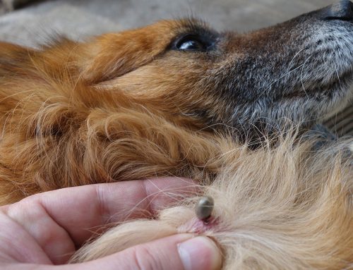 Bugs, Bites, and Stings: Protecting Your Pet from Summer Pests