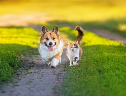 Your Garden Might Be Toxic: Common Summer Plants That Can Harm Pets