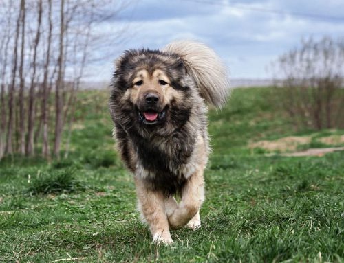 Senior Pets in the Summer: Special Tips for Older Cats and Dogs