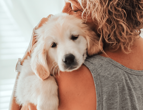 Fireworks Are Over—Now What? Helping Pets Recover from Stress and Anxiety