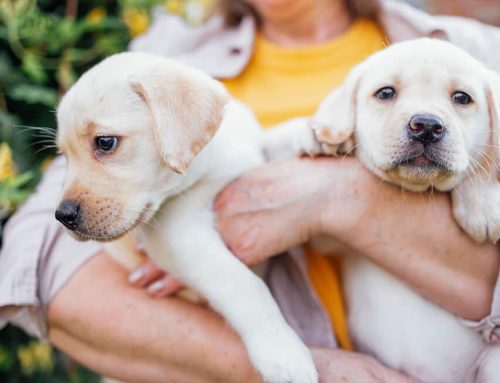 More Than Just Playtime: 5 Benefits of Puppy Group Classes