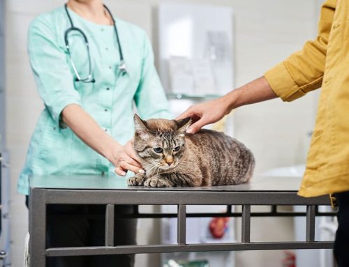 How Feliway Can Help Your Cat Feel Safe, Calm, and at Home—Even During Vet Visits