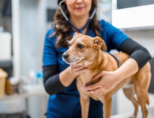 What Are Confidence Building Visits—and Why Are They So Important for Fear Free® Vet Care?