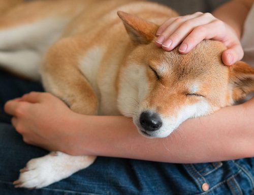Calmer Dogs, Happier Homes: How Adaptil Supports Your Dog’s Emotional Wellbeing