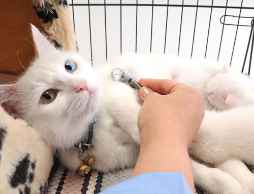 The Magic of Microchips
