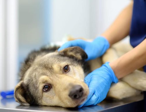 Compassionate Care for the Long Haul: Pain & Chronic Illness Management at Summit Veterinary Care