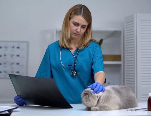 Understanding Radiology: Seeing What Your Pet Can’t Tell Us