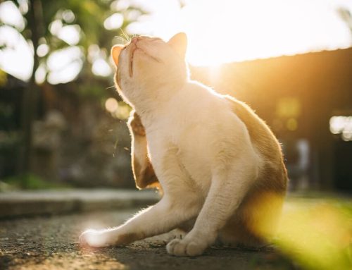 Pet Allergies in the Fall: What to Watch For