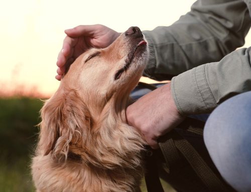 September Is Responsible Dog Ownership Month!