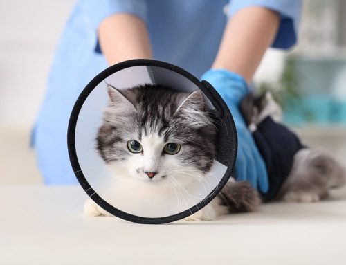 What to Expect the Day of Your Pet’s Surgery