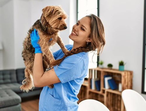Supporting the Whole Pet: Nutritional and Behavioral Counseling at Summit Veterinary Care