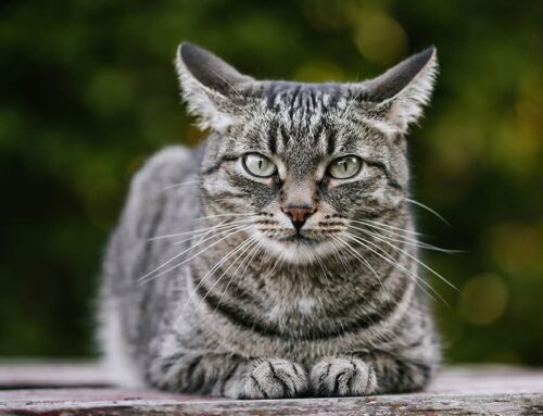 Protecting Your Cat from Core Diseases: Why FVRCP Vaccination Matters