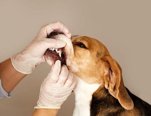 Protecting Your Dog from Leptospirosis: Why Vaccination Matters
