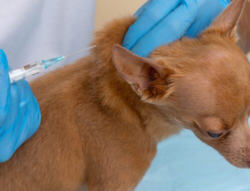 Protecting Your Dog from Serious Diseases: Why DAPP Vaccination Matters