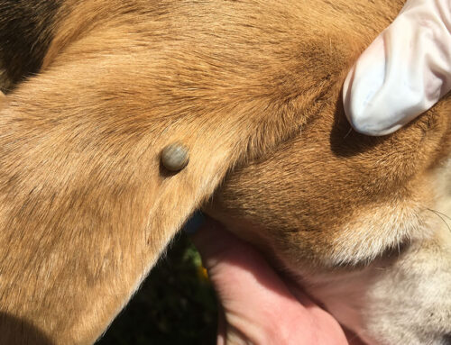 Protecting Your Dog from Lyme Disease: Why Vaccination Matters