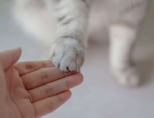 Protecting Your Cat from Feline Leukemia: Why the FeLV Vaccine Matters