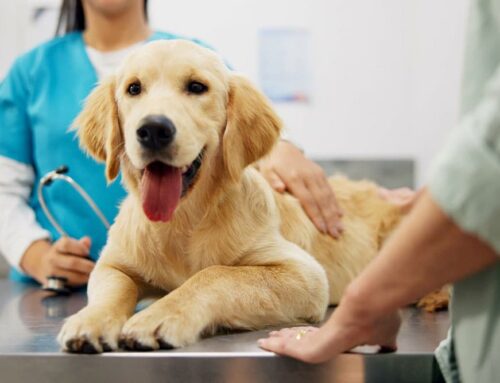 Why Heartworm Testing is a Critical Part of Your Pet’s Preventive Care