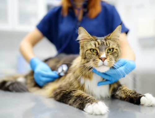 The Feline Triple Test: Protecting Your Cat from Heartworm, FIV, and FeLV