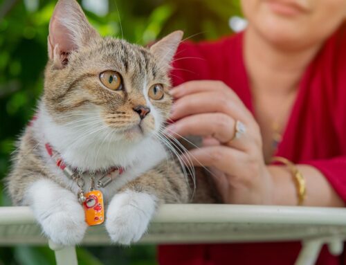 Protecting Your Cat from Parasites with Revolution Plus