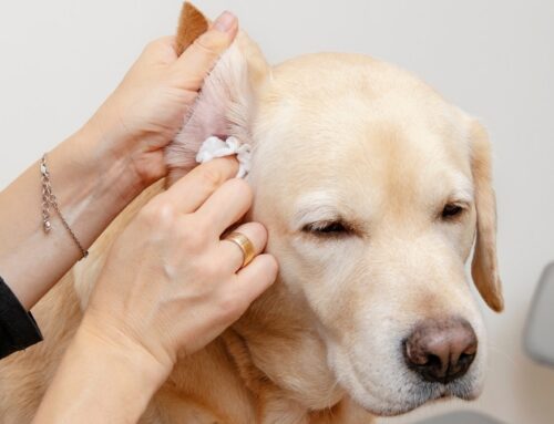Ear Infections in Pets: What to Know and How to Help