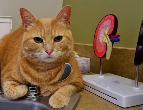 Kidney Disease in Pets: Early Detection and Home Support
