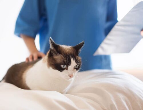 Pet Insurance: Understanding Benefits and Options for Your Family