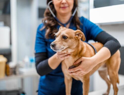 Liver Disease in Pets: Signs, Care, and Treatment