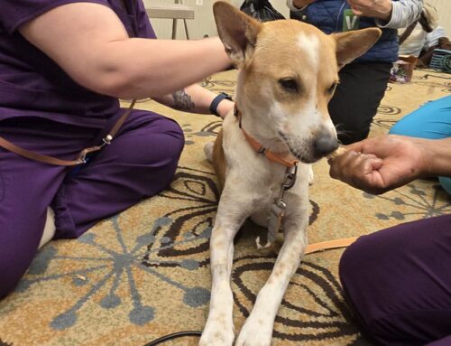 Our Time With Aloka the Peace Dog