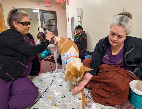Our Time With Aloka the Peace Dog