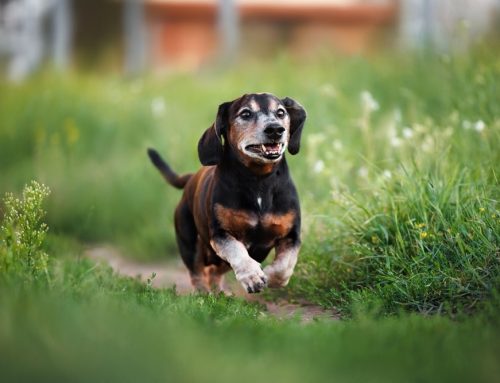 Cat Lady Tips: Getting Your Kitty to the Vet