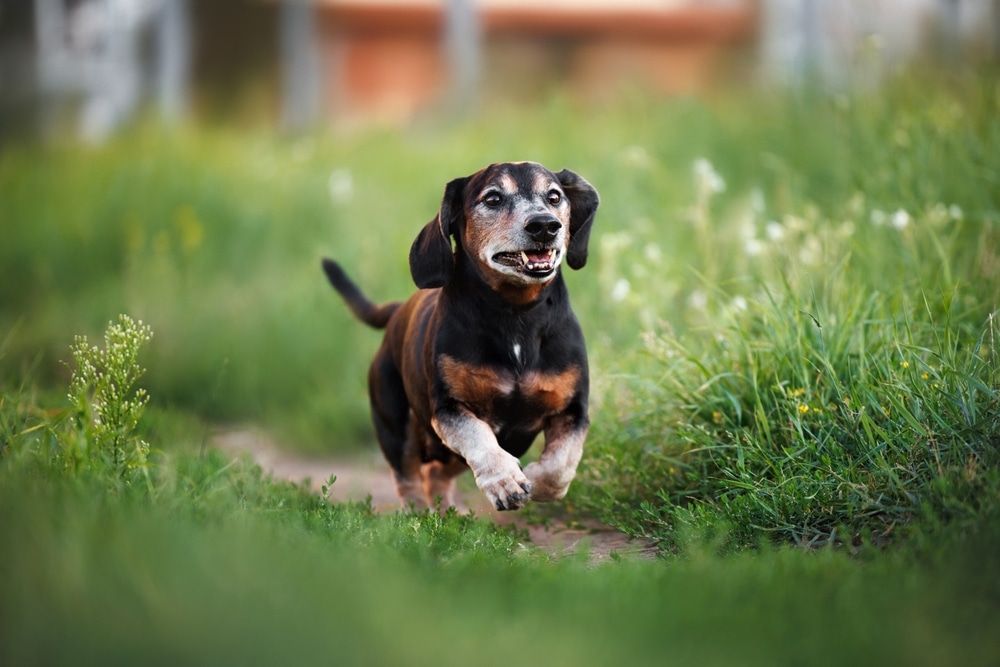 A small dachshund with a black and tan coat running happily through green grass on a narrow path outdoors.