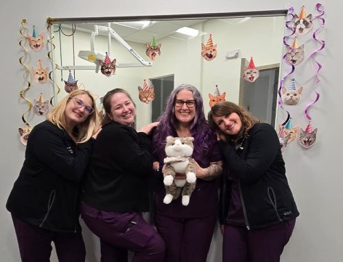 Cat Lady Tips: Getting Your Kitty to the Vet