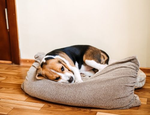 Diarrhea in Pets: When to Monitor at Home and When to Seek Urgent Care