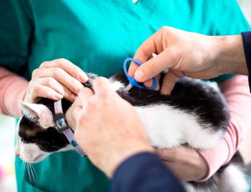 Microchipping Your Pet: A Simple Step That Can Bring Them Home