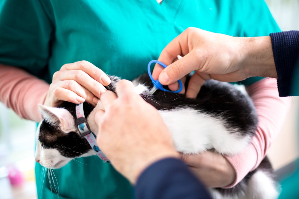 Veterinarian microchipping a cat during a routine veterinary visit to help improve pet identification and safety.