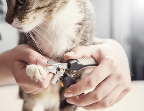 Fear Free Nail Trims: A Gentle Approach to a Necessary Care Routine