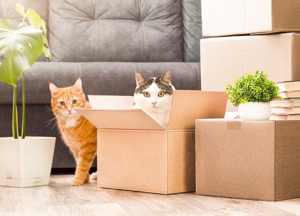 Two cats playing in cardboard boxes after moving into a new home, representing pet adjustment, enrichment, and settling into a new environment successfully.