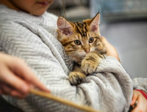A Kinder Way to Visit the Vet: Confidence Building for Pets
