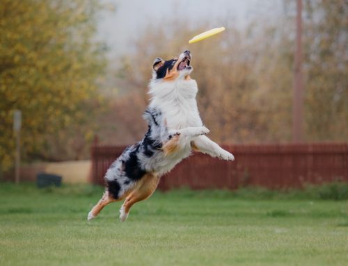Exercise Strategies for Dogs: Keeping Them Healthy, Happy, and Balanced