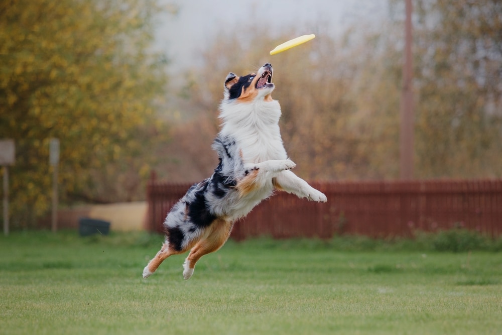 Active dog jumping to catch a flying disc outdoors during playtime and exercise activity.