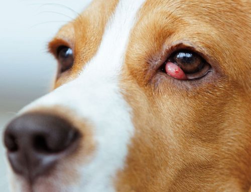 Cherry Eye Surgery for Pets: Restoring Comfort and Eye Health