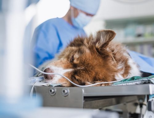 Understanding Spay Surgery (Ovariohysterectomy) for Your Pet
