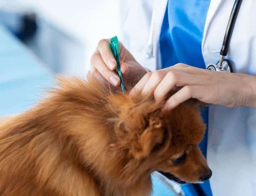 Fleas and Ticks in Pets: Prevention, Risks, and Why Year-Round Protection Matters
