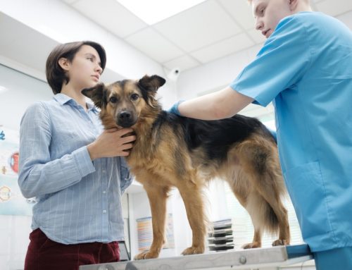 Bladder Stones in Pets: Signs, Treatment, and Cystotomy Surgery