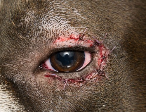 Entropion Surgery for Pets: Relieving Pain and Protecting Vision