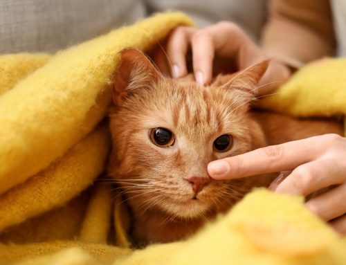 The Calm & Cozy Cat Wrap: A Gentle Approach to Feline Care