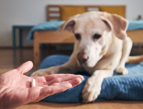 Senior Pet Care: Supporting Comfort, Health, and Quality of Life as Pets Age