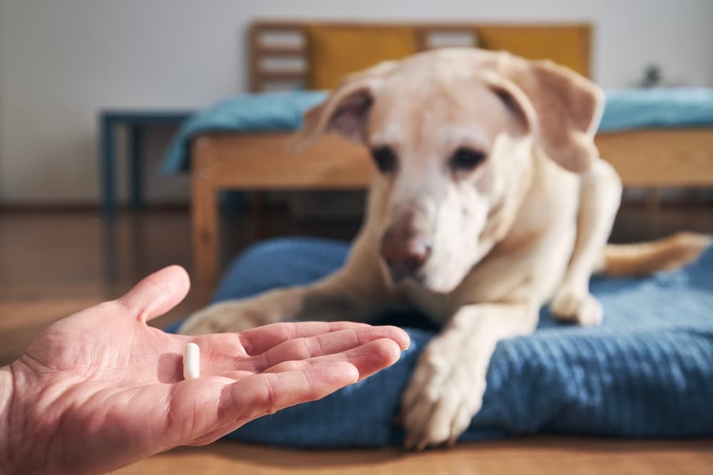 Man holding a pill while caring for a sick dog, demonstrating pet medication administration and at-home treatment.